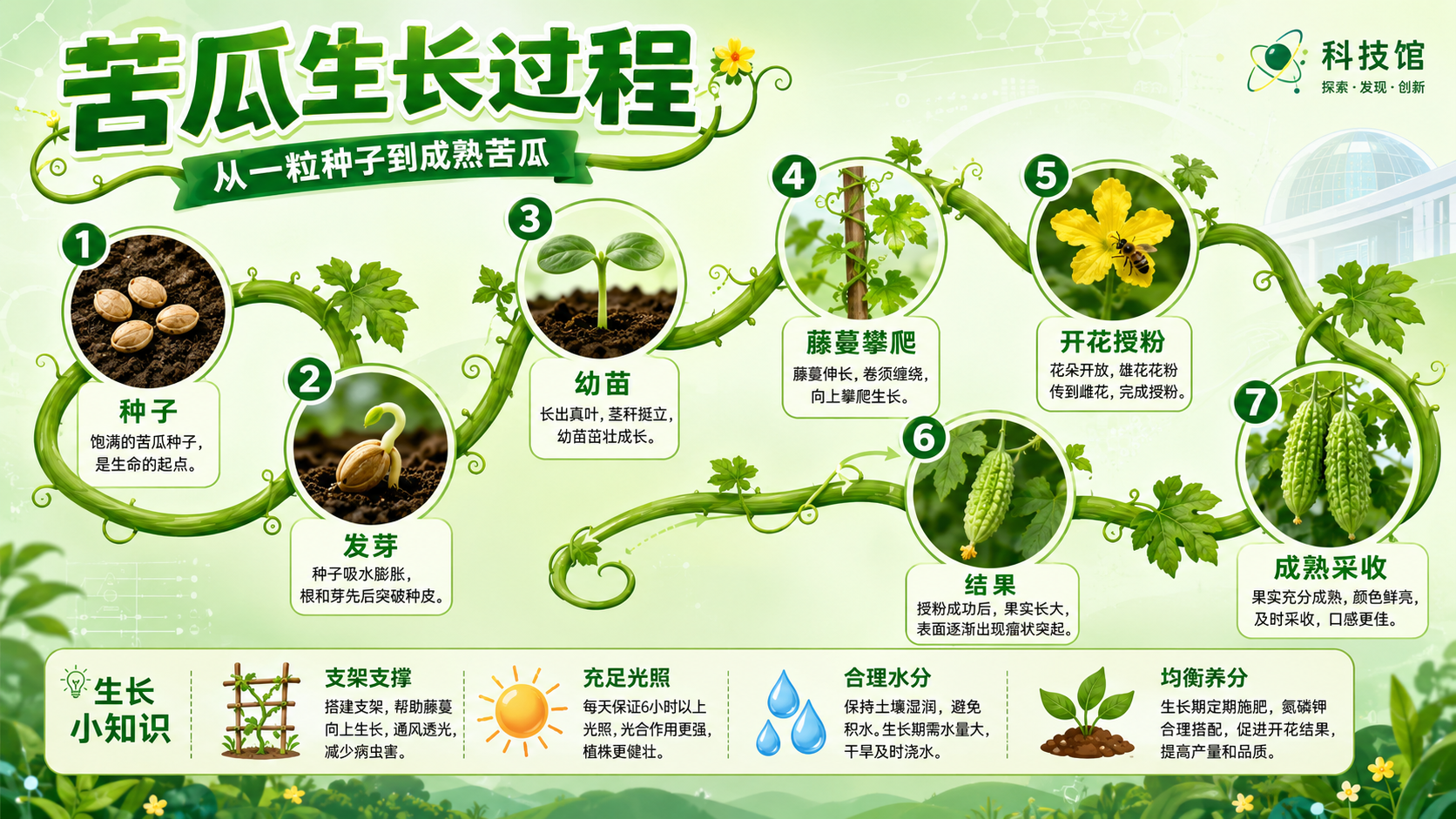 植物生成过程